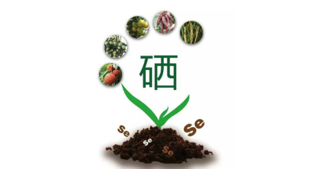 你以為只有病人才會補硒嗎?健康的人也需要補硒