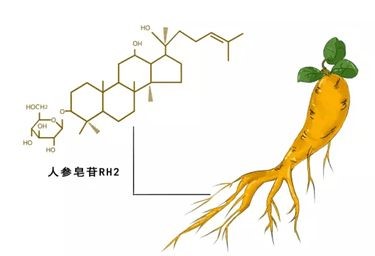 科普：人參皂苷Rh2的效果是看含量還是濃度？