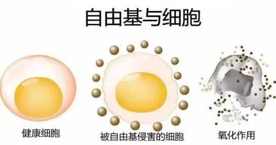 硒語 | 美國華裔專家揭曉新病毒與自由基的關系！