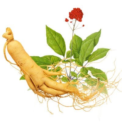 人參皂苷Rh2調(diào)節(jié)免疫系統(tǒng)機理的過程