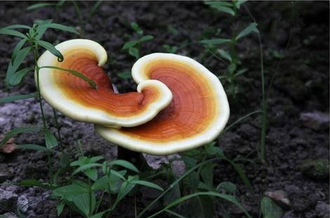破壁靈芝孢子粉與靈芝之間的關系