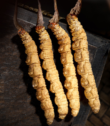 對(duì)冬蟲(chóng)夏草的微量元素的研究