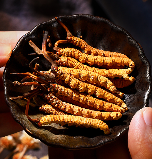 蝙蝠蛾擬青霉菌的來(lái)源詳解