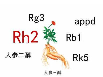 中藥人參皂苷的輔助作用，Rh2和Rg3都不錯(cuò)