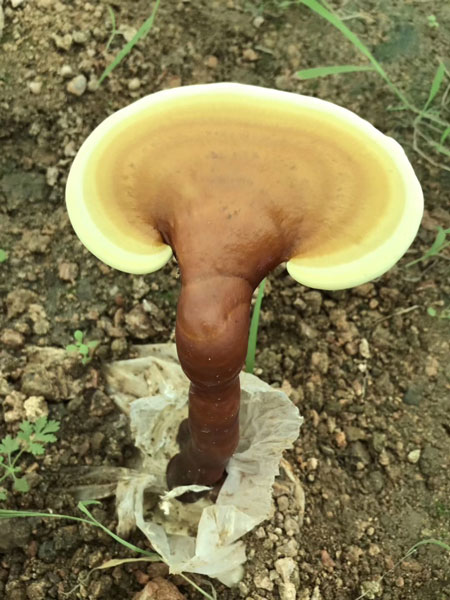 靈芝雖好，盡量不要和它們不能一起使用
