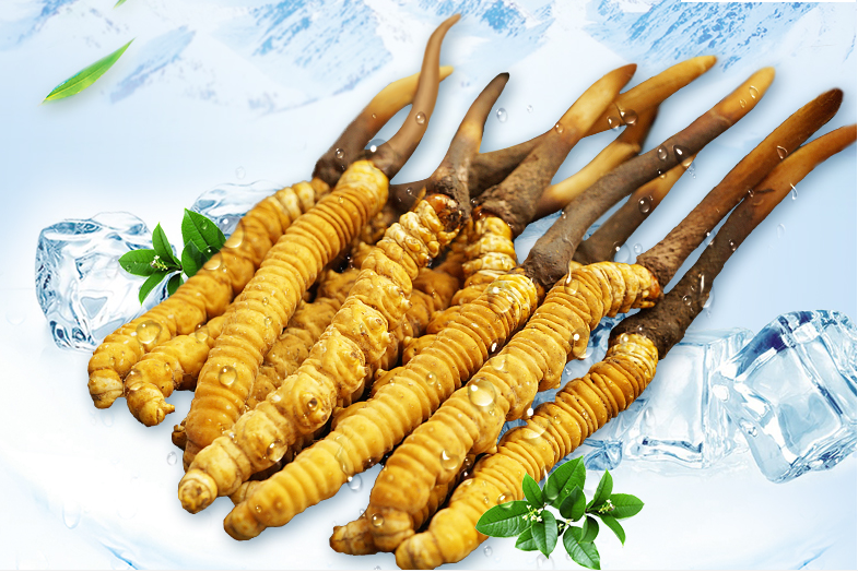 冬蟲夏草這幾種人一定要堅(jiān)持吃，好處多多