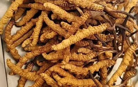 冬蟲夏草那么多種吃法，哪種才能發(fā)揮作用？