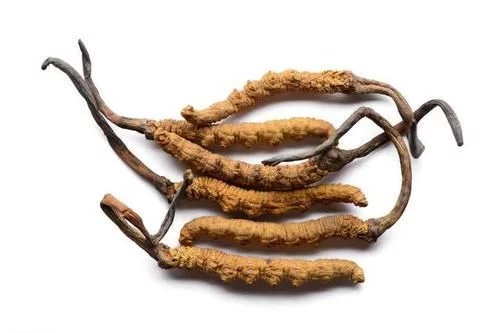 冬蟲夏草真的能抗癌嗎？
