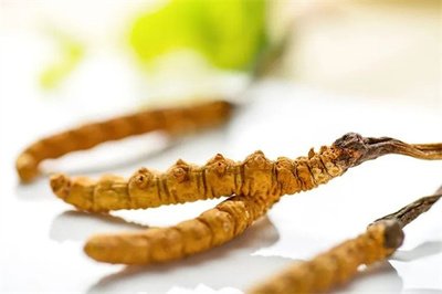 冬蟲夏草菌絲體，蟲草健康養(yǎng)生新時代