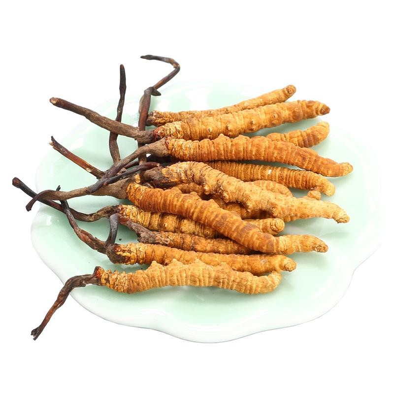 冬蟲夏草中的蟲草素的主要作用是什么？