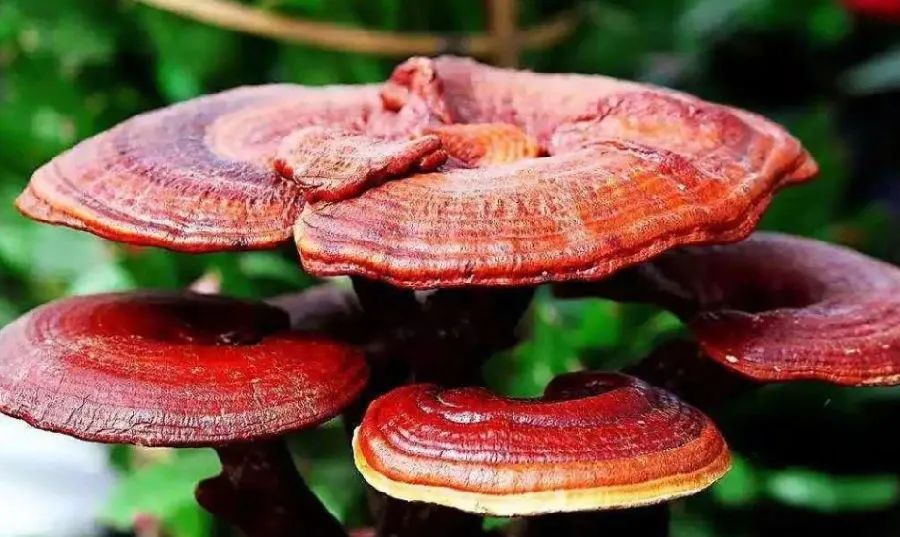 高品質(zhì)免疫力產(chǎn)品，靈芝孢子粉需要仔細(xì)挑選