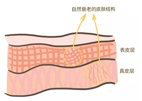 來看看維E是如何抗衰老的，一起看看原理