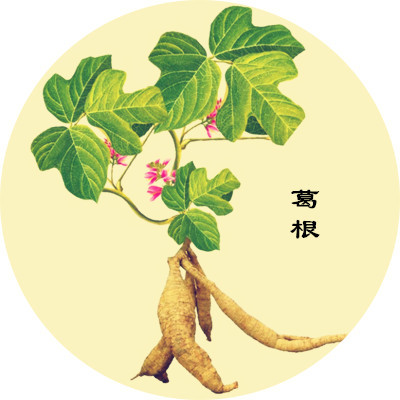 葛根能降糖是真的嗎？